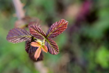 doğa sonbahar yaprakları