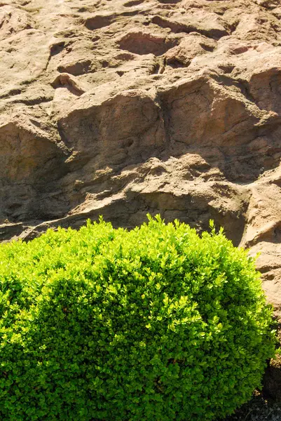 Nad kayalar yeşil yaprakları — Stok fotoğraf