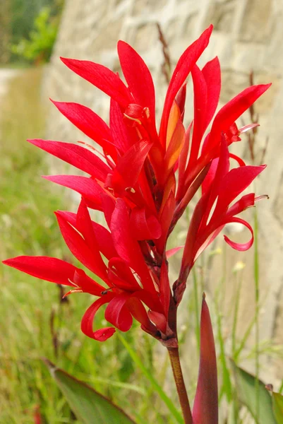 Fiore in natura — Foto Stock