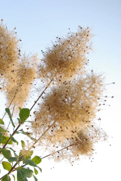 Fleurs dans la nature — Photo