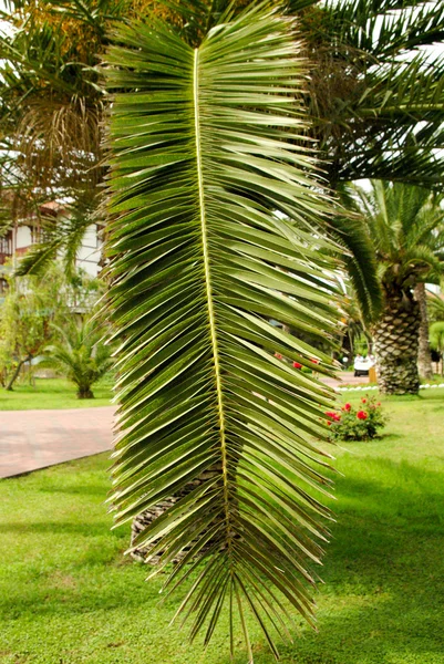 Gröna blad av trädet — Stockfoto