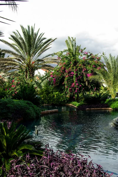 Flores en los árboles — Foto de Stock