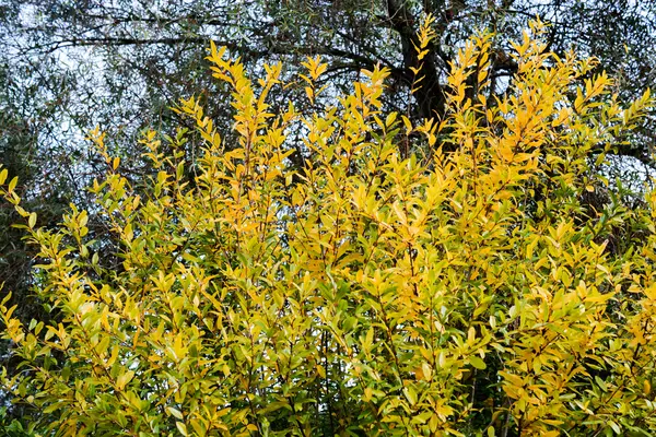 Foglie Verdi in Natura — Foto Stock