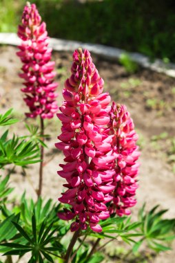 adam ve alfabe blokları