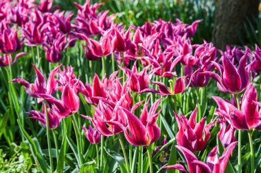 adam ve alfabe blokları