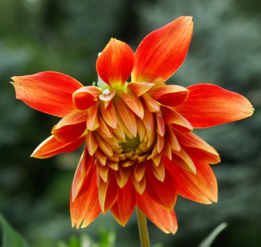 adam ve alfabe blokları