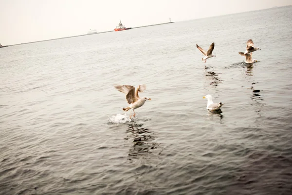 보스포러스 해협에서 비행 하는 갈매기 — 스톡 사진