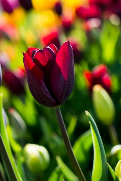 Пурпурный тюльпан в природе весной — стоковое фото