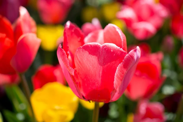 Tulipán de color rosa en la naturaleza — Foto de Stock