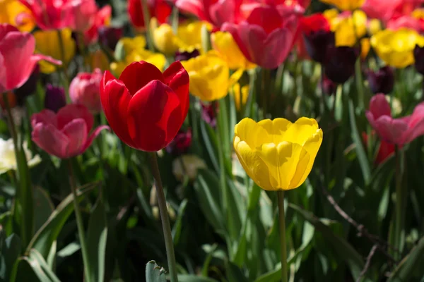 Jardin de tulipes avec différentes couleurs de tulipes — Photo