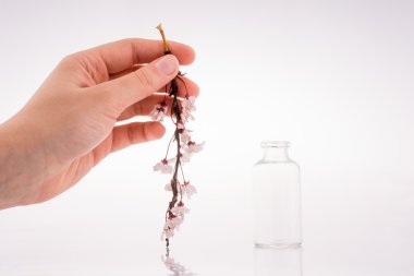 Şişe kiraz çiçekleri