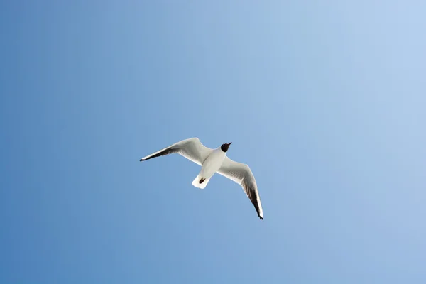 SEAGULAS EN EL CIELO — Foto de Stock