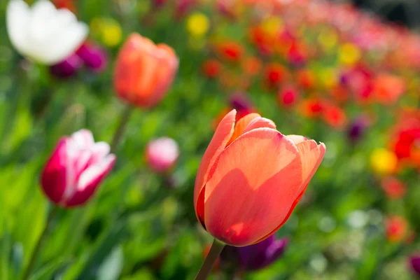 Tulipanes de varios colores en la naturaleza en primavera — Foto de Stock