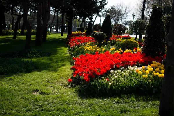 Сад тюльпанов весной — стоковое фото