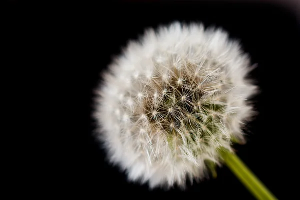 Dandelion flower on black background