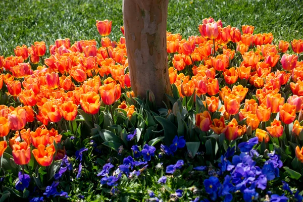 Tulip ogród z różnych kolorów tulipanów — Zdjęcie stockowe