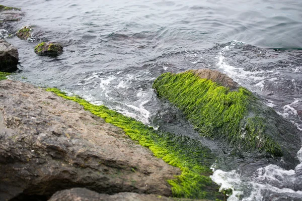 Mossy-steiner i havet – stockfoto