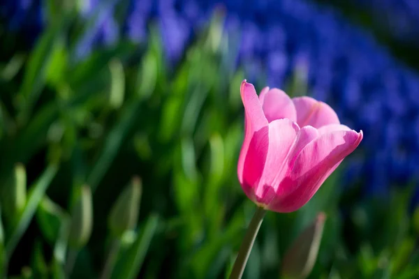 Tulipan różowy w przyrodzie wiosną — Zdjęcie stockowe