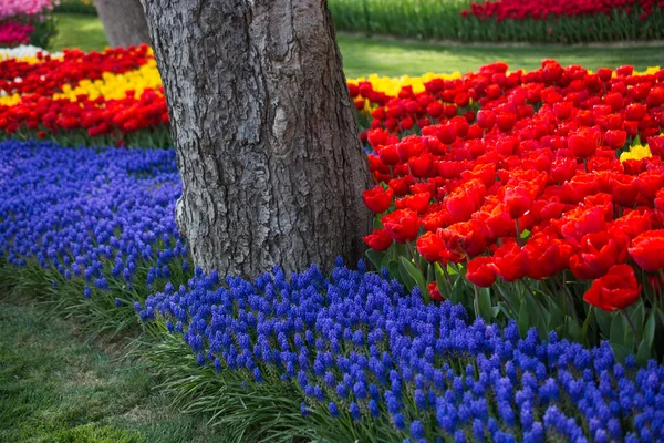 Tulipan ogród wiosną — Zdjęcie stockowe