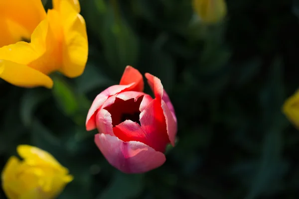 Tulipes fraîches de couleur rose — Photo