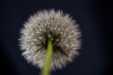 Beyaz hindiba geceleri