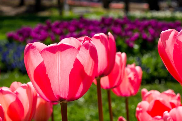 Les tulipes roses dans la nature au printemps — Photo