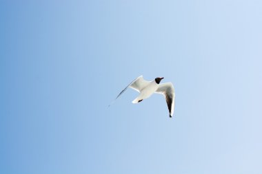 Gökyüzündeki martıları