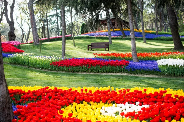 Tulpengarten im Frühling — Stockfoto