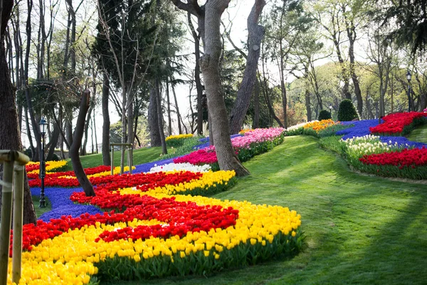 Jardin de tulipes au printemps — Photo