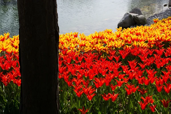 Tulipes de différentes couleurs dans la nature au printemps — Photo