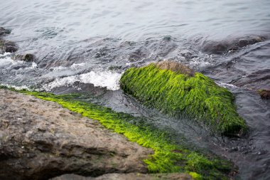 Martılar Yosunlu taş