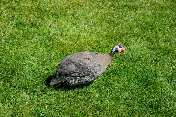 Gray dotted  turkey outdoors — Stock Photo, Image