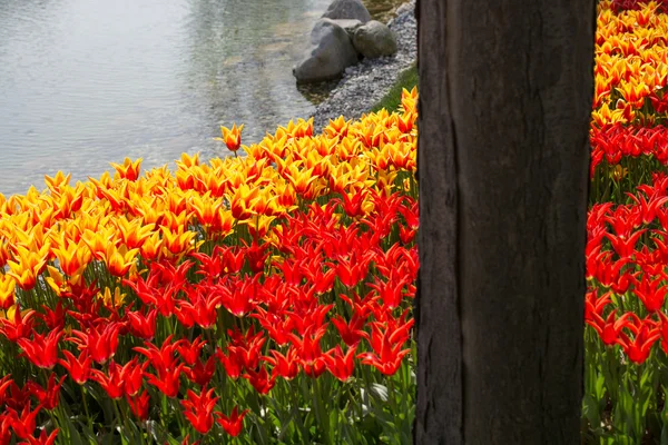 Tulipany z różnych kolorów w przyrodzie wiosną — Zdjęcie stockowe