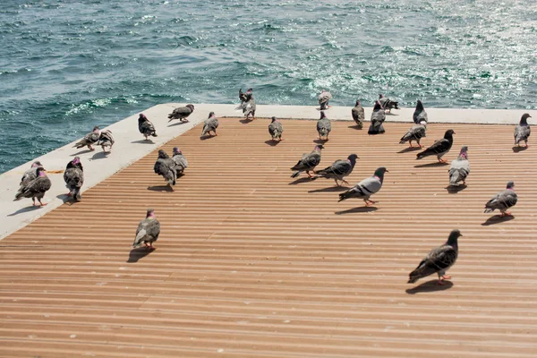 美丽的鸽子由博斯普鲁斯海峡 — 图库照片