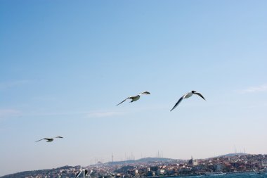 Gökyüzündeki martıları