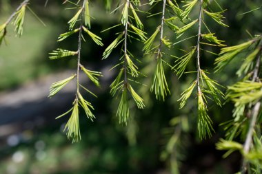 Bir ağacın yaprakları