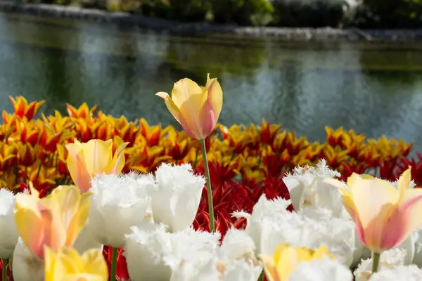 Świeży tulipany w przyrodzie — Zdjęcie stockowe