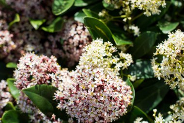 doğada yabani çiçekler