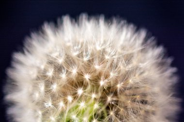 Beyaz hindiba üflenir