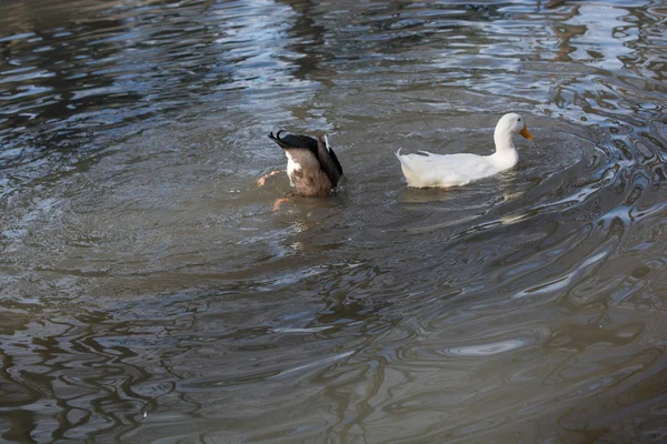 Enten schwimmen im Teich — Stockfoto