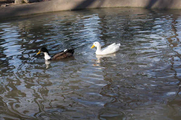 Ducks swim in pond — Stock Photo, Image