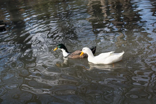 Enten schwimmen im Teich — Stockfoto