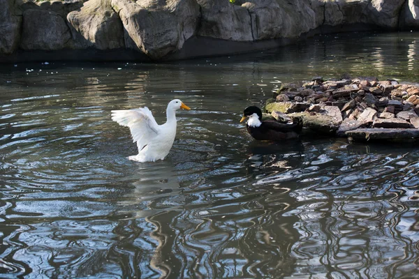 Patos nadam na lagoa — Fotografia de Stock
