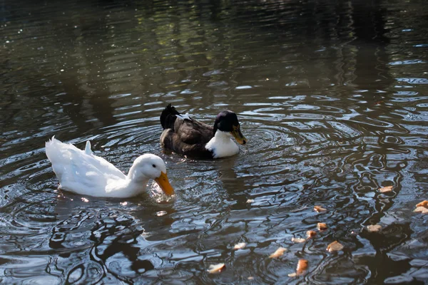 Patos nadam na lagoa — Fotografia de Stock