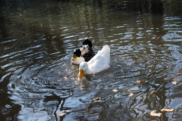 Утки плавают в пруду — стоковое фото