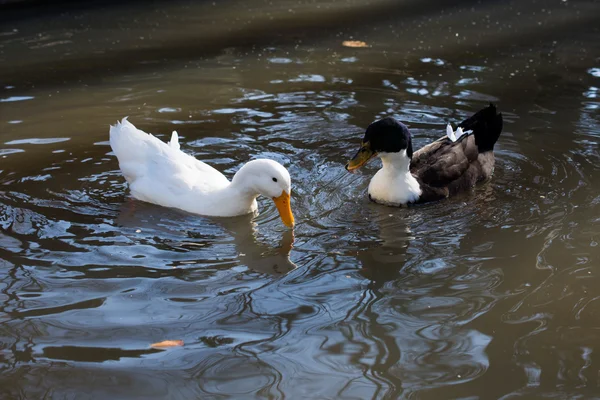 Enten schwimmen im Teich — Stockfoto