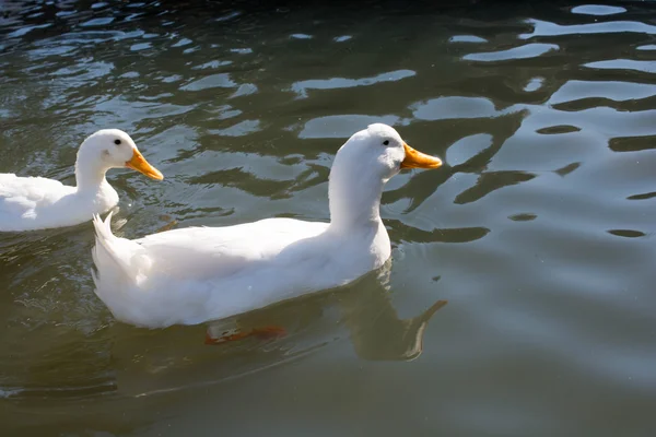 Bílé kachny v rybníku — Stock fotografie