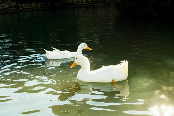 Белые утки в пруду — стоковое фото