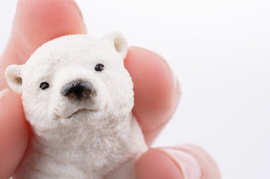 El tutma kutup ayısı