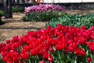 Bahar doğada çeşitli renklerde laleler